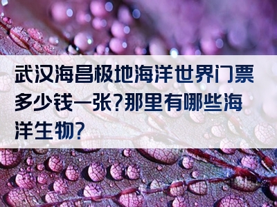 武汉海昌极地海洋世界门票多少钱一张？那里有哪些海洋生物？