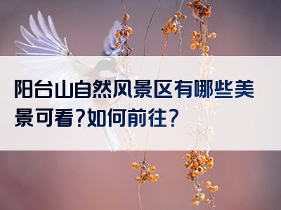 阳台山自然风景区有哪些美景可看？如何前往？