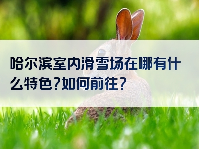 哈尔滨室内滑雪场在哪有什么特色？如何前往？