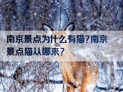 南京景点为什么有猫？南京景点猫从哪来？