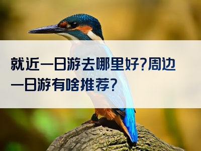 就近一日游去哪里好？周边一日游有啥推荐？