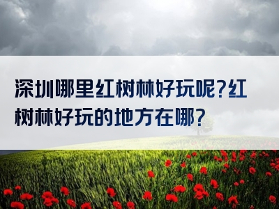 深圳哪里红树林好玩呢？红树林好玩的地方在哪？