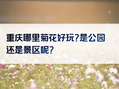 重庆哪里菊花好玩？是公园还是景区呢？
