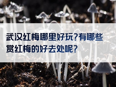 武汉红梅哪里好玩？有哪些赏红梅的好去处呢？