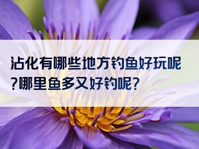 沾化有哪些地方钓鱼好玩呢？哪里鱼多又好钓呢？