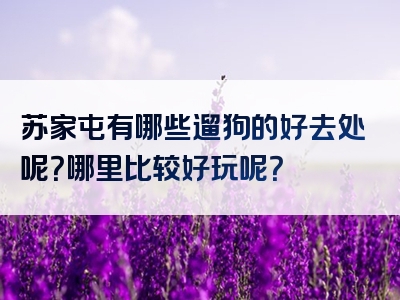 苏家屯有哪些遛狗的好去处呢？哪里比较好玩呢？