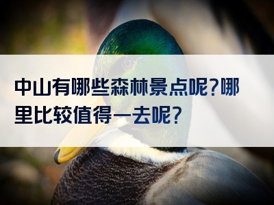 中山有哪些森林景点呢？哪里比较值得一去呢？