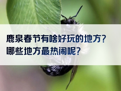 鹿泉春节有啥好玩的地方？哪些地方最热闹呢？