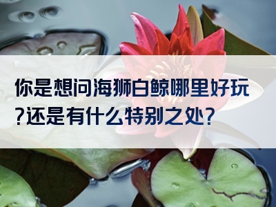 你是想问海狮白鲸哪里好玩？还是有什么特别之处？