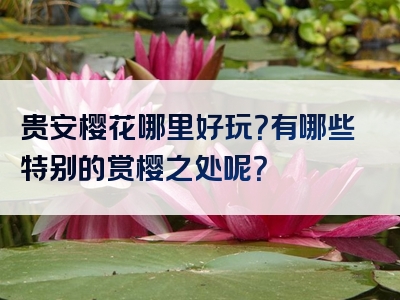 贵安樱花哪里好玩？有哪些特别的赏樱之处呢？