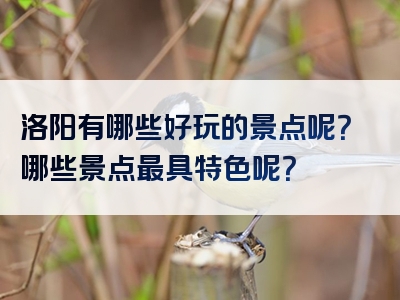 洛阳有哪些好玩的景点呢？哪些景点最具特色呢？