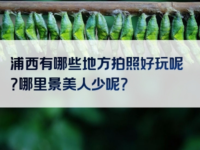 浦西有哪些地方拍照好玩呢？哪里景美人少呢？