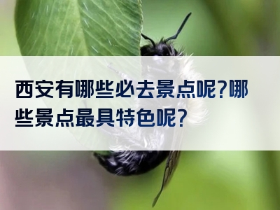 西安有哪些必去景点呢？哪些景点最具特色呢？