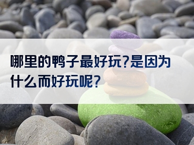 哪里的鸭子最好玩？是因为什么而好玩呢？