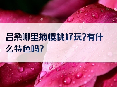 吕梁哪里摘樱桃好玩？有什么特色吗？