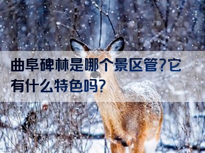 曲阜碑林是哪个景区管？它有什么特色吗？