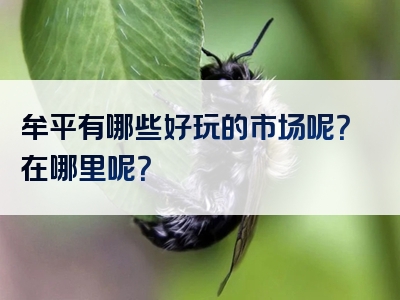 牟平有哪些好玩的市场呢？在哪里呢？