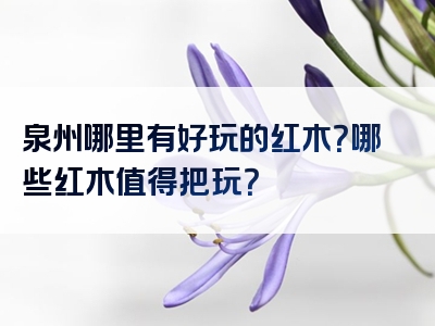 泉州哪里有好玩的红木？哪些红木值得把玩？