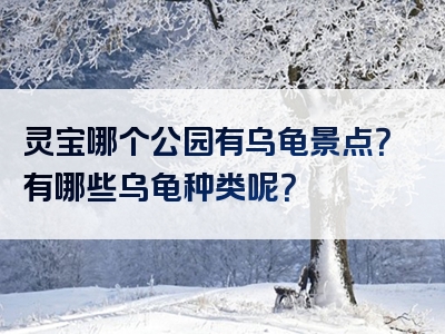 灵宝哪个公园有乌龟景点？有哪些乌龟种类呢？