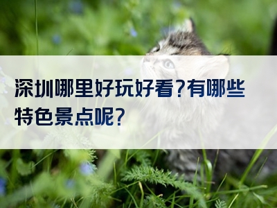 深圳哪里好玩好看？有哪些特色景点呢？