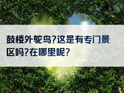 鼓楼外鸵鸟？这是有专门景区吗？在哪里呢？