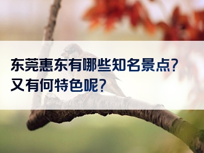 东莞惠东有哪些知名景点？又有何特色呢？