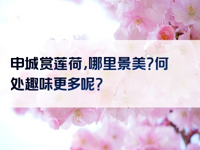 申城赏莲荷，哪里景美？何处趣味更多呢？