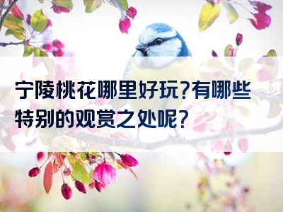 宁陵桃花哪里好玩？有哪些特别的观赏之处呢？