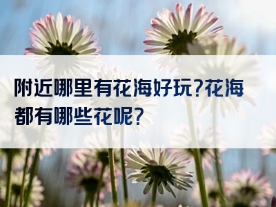 附近哪里有花海好玩？花海都有哪些花呢？