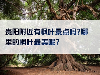 贵阳附近有枫叶景点吗？哪里的枫叶最美呢？