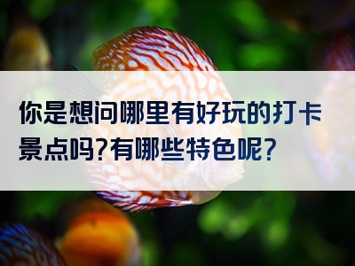 你是想问哪里有好玩的打卡景点吗？有哪些特色呢？