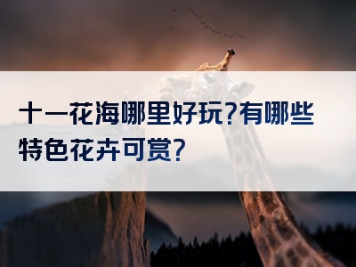 十一花海哪里好玩？有哪些特色花卉可赏？