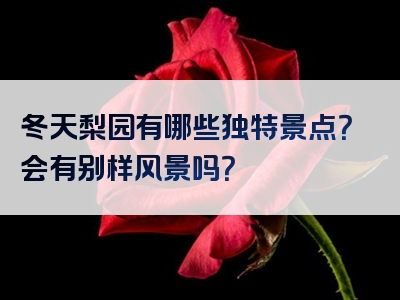 冬天梨园有哪些独特景点？会有别样风景吗？