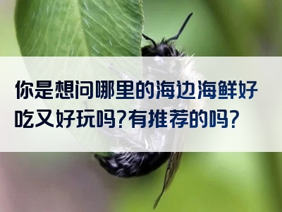 你是想问哪里的海边海鲜好吃又好玩吗？有推荐的吗？