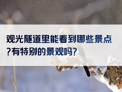 观光隧道里能看到哪些景点？有特别的景观吗？