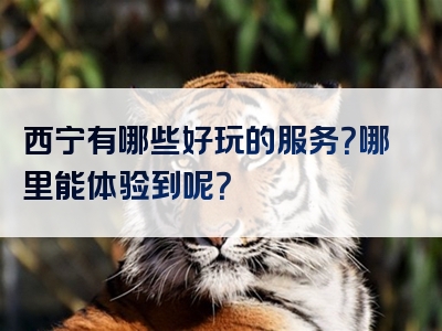 西宁有哪些好玩的服务？哪里能体验到呢？