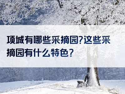 项城有哪些采摘园？这些采摘园有什么特色？