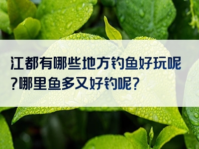 江都有哪些地方钓鱼好玩呢？哪里鱼多又好钓呢？