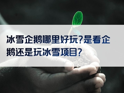 冰雪企鹅哪里好玩？是看企鹅还是玩冰雪项目？
