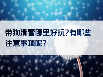 带狗滑雪哪里好玩？有哪些注意事项呢？