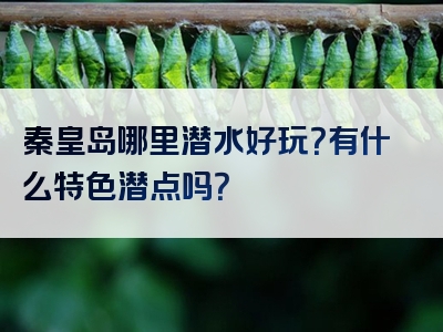 秦皇岛哪里潜水好玩？有什么特色潜点吗？