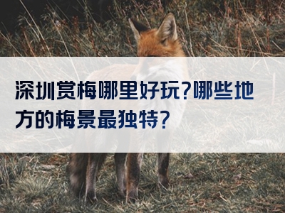 深圳赏梅哪里好玩？哪些地方的梅景最独特？
